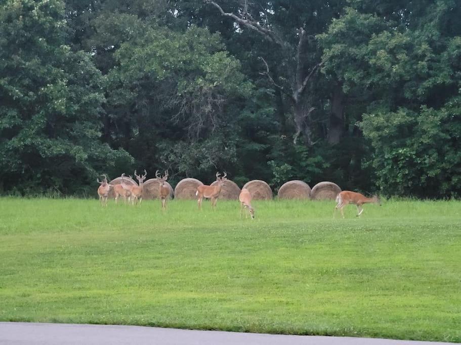 Deer Run Estate Llc Hotell Marshfield Exteriör bild